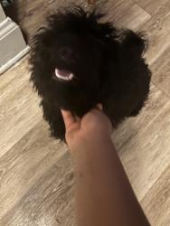 Lost Male Dog last seen Greenbay, Chicago, IL 60608
