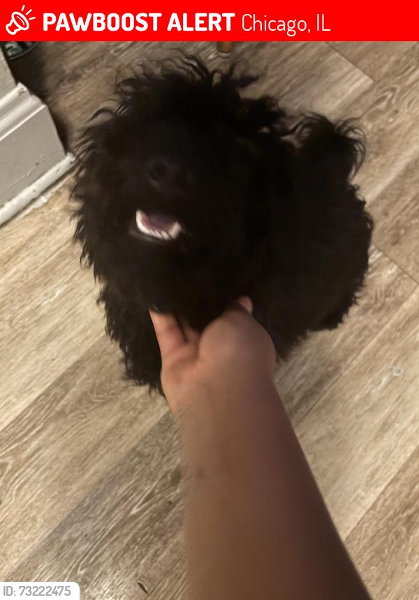 Lost Male Dog last seen Greenbay, Chicago, IL 60608