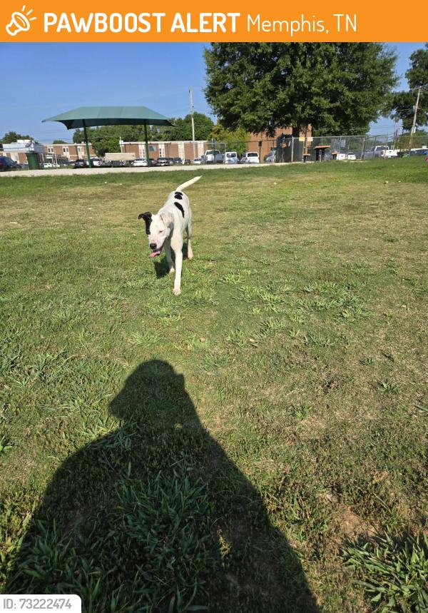 Found/Stray Female Dog last seen Dog Park, Memphis, TN 38112