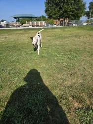 Found/Stray Female Dog last seen Dog Park, Memphis, TN 38112