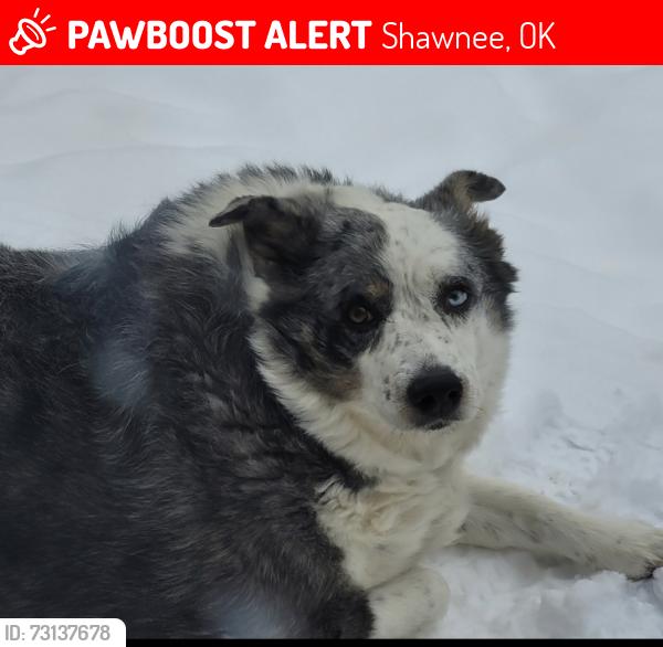 Lost Female Dog last seen Hazel dell road/Coker Road, Shawnee, OK 74804