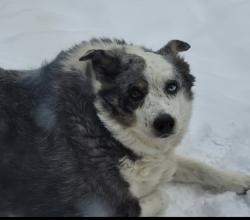 Lost Female Dog last seen Hazel dell road/Coker Road, Shawnee, OK 74804