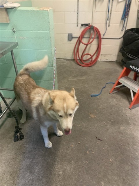 Shelter Stray Male Dog last seen 7TH ST & G ST, 2127 Front St, Sacramento, CA 95818, USA