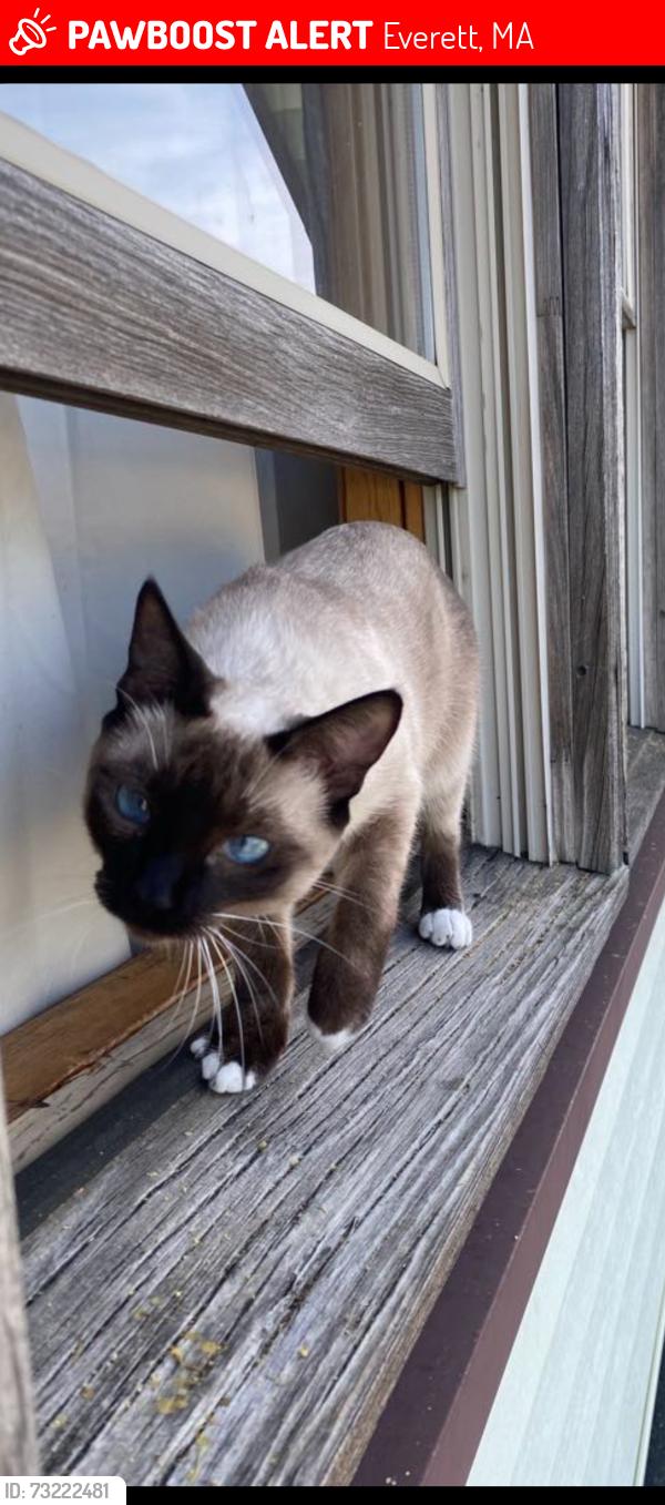 Lost Female Cat last seen Everett high school, Everett, MA 02149