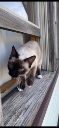 Lost Female Cat last seen Everett high school, Everett, MA 02149