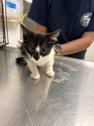Shelter Stray Male Cat last seen , 11361 W Pico Blvd, Los Angeles, CA 90064, USA