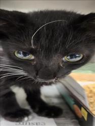 Shelter Stray Male Cat last seen , 11361 W Pico Blvd, Los Angeles, CA 90064, USA