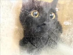 Shelter Stray Female Cat last seen , 957 N Gaffey St, San Pedro, CA 90731, USA