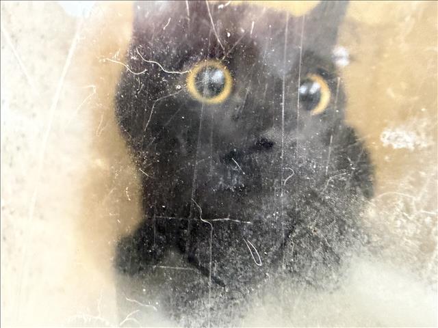 Shelter Stray Female Cat last seen , 957 N Gaffey St, San Pedro, CA 90731, USA