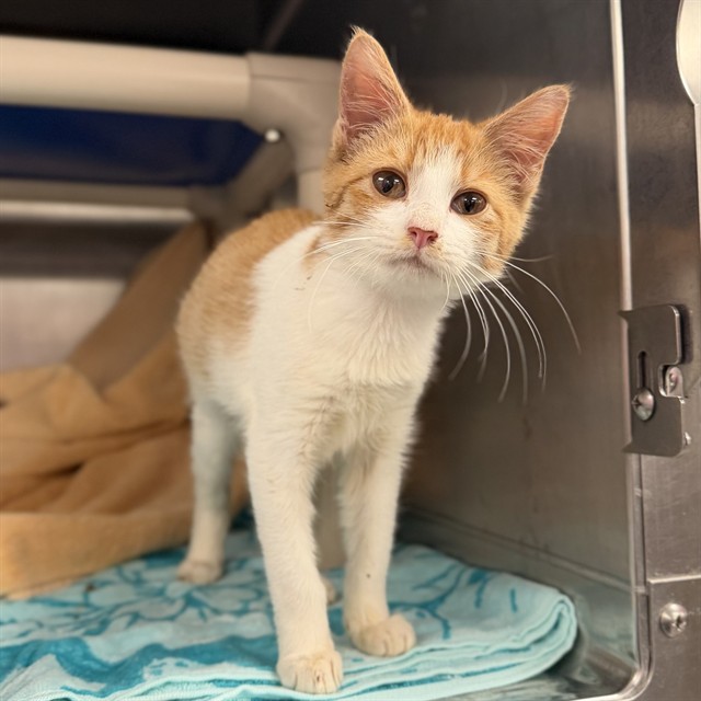Shelter Stray Female Cat last seen SOUTH PLYMOUTH RD NW, 4950 SW Triana Blvd, Huntsville, AL 35805, USA