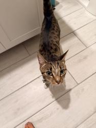 Reunited Unknown Cat last seen Grand Teton and Hualapai, Las Vegas, NV 89166