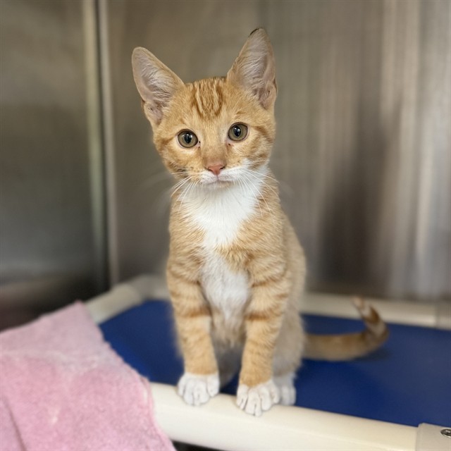 Shelter Stray Male Cat last seen COBB RD, 4950 SW Triana Blvd, Huntsville, AL 35805, USA