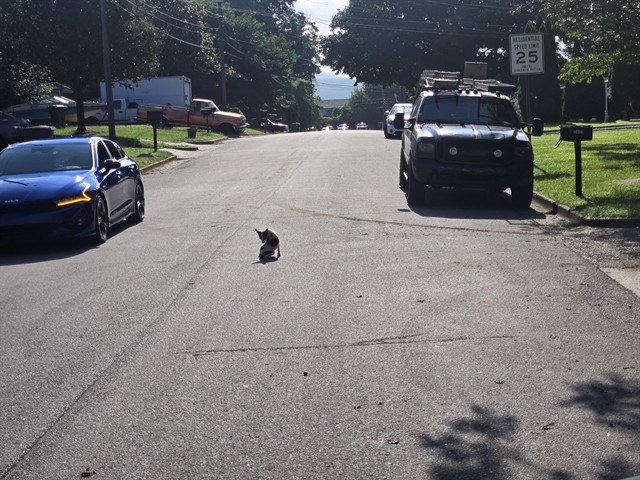 Shelter Stray Unknown Dog last seen FIRST STREET, 4950 SW Triana Blvd, Huntsville, AL 35805, USA