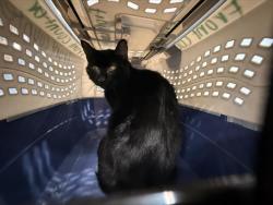 Shelter Stray Male Cat last seen CHARLOTTE, 8315 Byrum Dr, Charlotte, NC 28217, USA