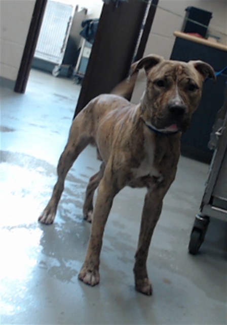 Shelter Stray Male Dog last seen Near BLOCK RAMSEY ST, FAYETTEVILLE NC 28301, 4704 Corporation Dr, Fayetteville, NC 28306, USA