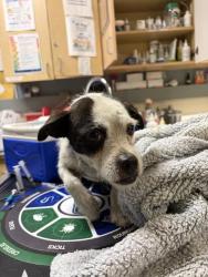 Shelter Stray Male Dog last seen Near BLOCK FELSPAR ST, JURUPA VALLEY, CA, 6851 Van Buren Boulevard, Jurupa Valley, CA 92509, USA