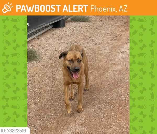 Found/Stray Male Dog last seen 52nd street and McDowell, Phoenix, AZ 85008