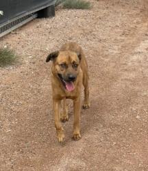 Found/Stray Male Dog last seen 52nd street and McDowell, Phoenix, AZ 85008