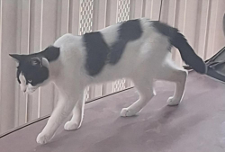 Found/Stray Unknown Cat last seen signal butte & main, Apache Junction, AZ 85120
