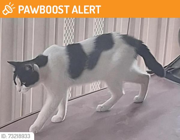 Found/Stray Unknown Cat last seen signal butte & main, Apache Junction, AZ 85120