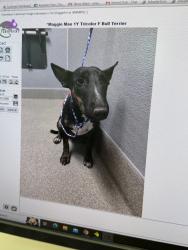 Lost Female Dog last seen Morning sunway and owens, Las Vegas, NV 89110