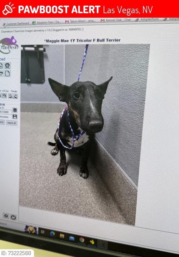 Lost Female Dog last seen Morning sunway and owens, Las Vegas, NV 89110