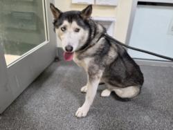 Shelter Stray Female Dog last seen , 3201 Lacy St, Los Angeles, CA 90031, USA
