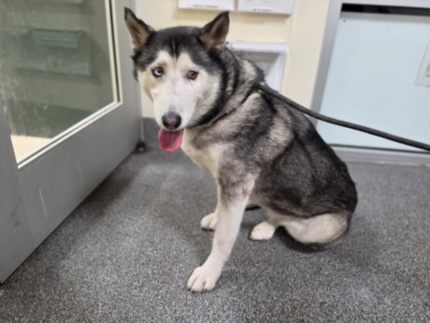 Shelter Stray Female Dog last seen , 3201 Lacy St, Los Angeles, CA 90031, USA