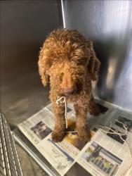Shelter Stray Male Dog last seen , 1850 W 60th St, Los Angeles, CA 90047, USA