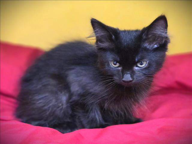 Shelter Stray Female Cat last seen , 3201 Lacy St, Los Angeles, CA 90031, USA