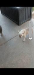 Reunited Female Dog last seen Dobson, Chandler, AZ 85286