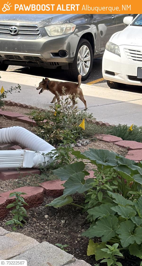 Found/Stray Unknown Dog last seen San Pedro and Montgomery, Albuquerque, NM 87109