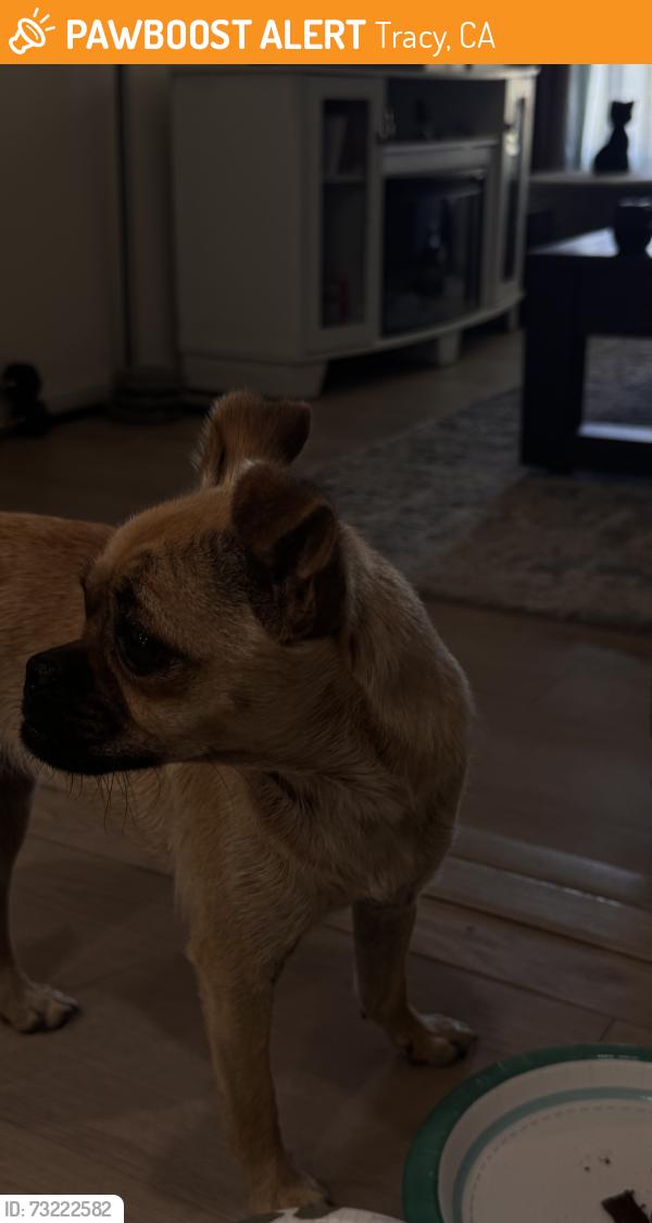 Found/Stray Female Dog last seen Near W Bethany Rd, Tracy, CA 95304