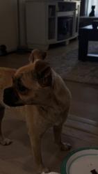 Found/Stray Female Dog last seen Near W Bethany Rd, Tracy, CA 95304