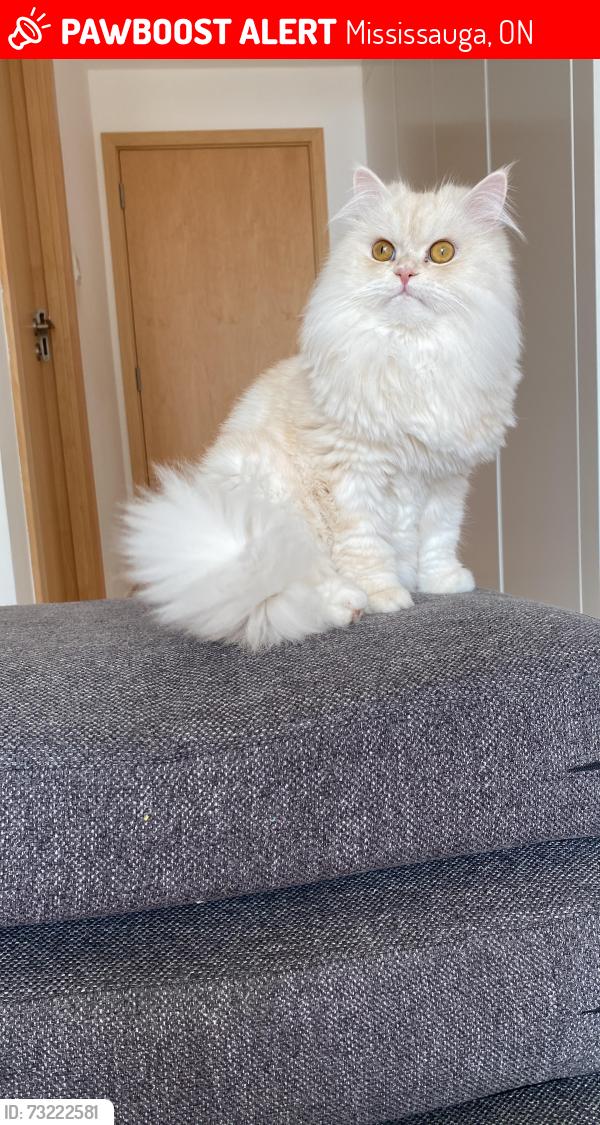 Lost Male Cat last seen The Chase, Mississauga, ON 