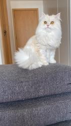 Lost Male Cat last seen The Chase, Mississauga, ON 