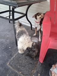 Found/Stray Male Dog last seen Lincoln and st Francis, Wichita, KS 67211