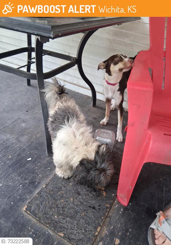 Found/Stray Male Dog last seen Lincoln and st Francis, Wichita, KS 67211