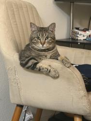 Reunited Female Cat last seen Near ohlone ave outside grass area, Albany, CA 94706