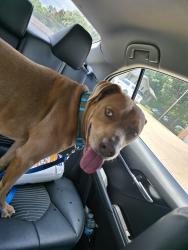Found/Stray Unknown Dog last seen Morrow Street / Memorial Drive, Greer, SC 29650