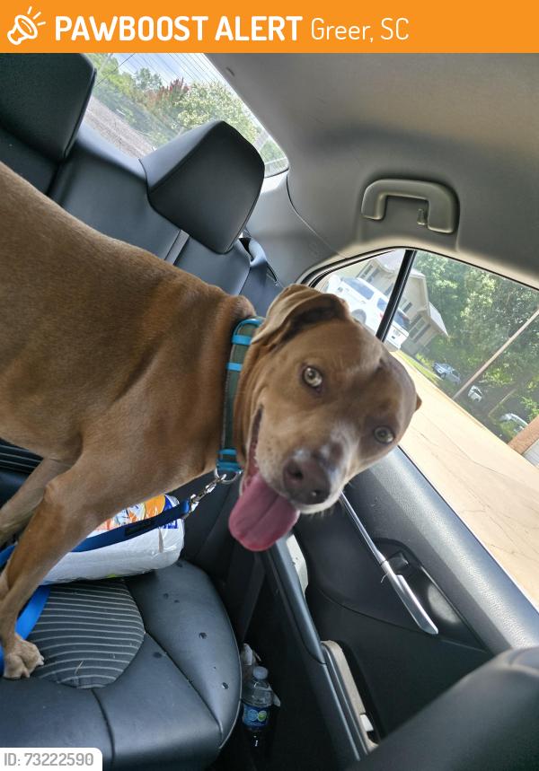 Found/Stray Unknown Dog last seen Morrow Street / Memorial Drive, Greer, SC 29650