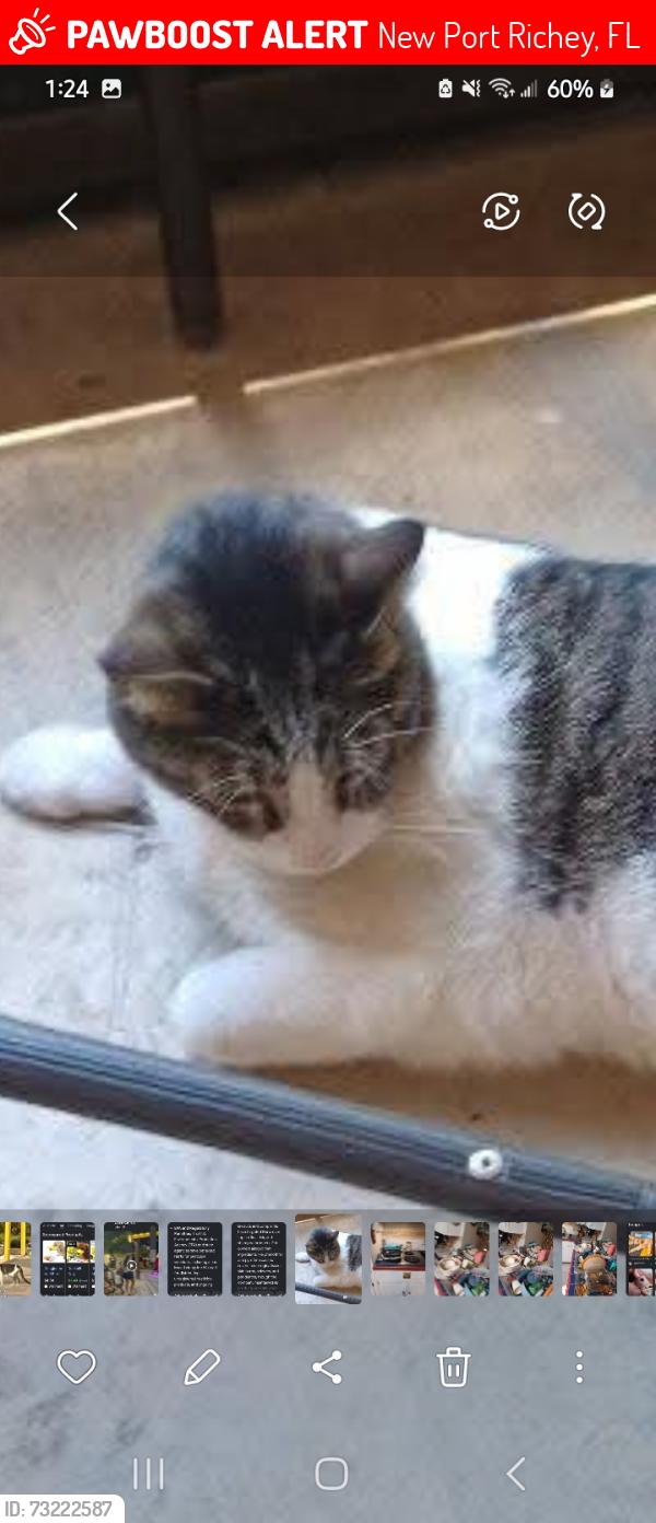 Lost Male Cat last seen Tanglewood Dr, New Port Richey, FL 34654