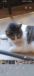 Lost Male Cat last seen Tanglewood Dr, New Port Richey, FL 34654