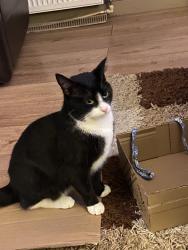 Lost Female Cat last seen Carisbrook street Harpurhey, Harpurhey, England 