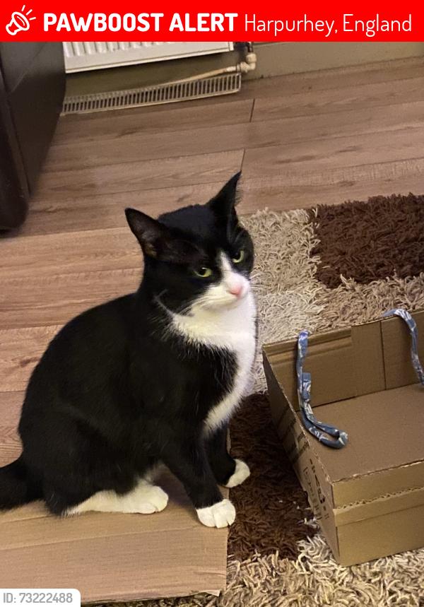 Lost Female Cat last seen Carisbrook street Harpurhey, Harpurhey, England 