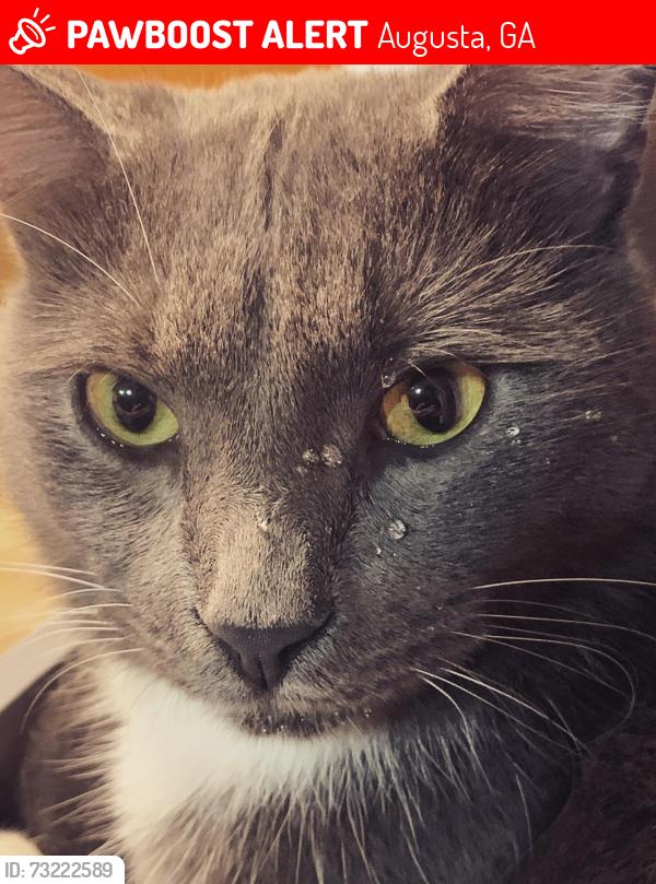 Lost Male Cat last seen Overton and morningside, Augusta, GA 30904