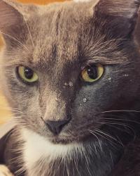 Lost Male Cat last seen Overton and morningside, Augusta, GA 30904