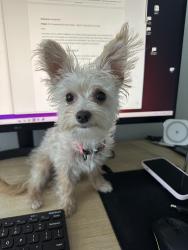 Found/Stray Female Dog last seen 45th & Lincoln near Garden Place Academy, Denver, CO 80216