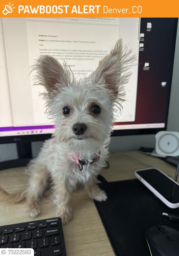 Found/Stray Female Dog last seen 45th & Lincoln near Garden Place Academy, Denver, CO 80216