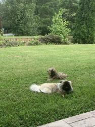 Lost Male Dog last seen Near Braddock rd, High Point, NC 27265